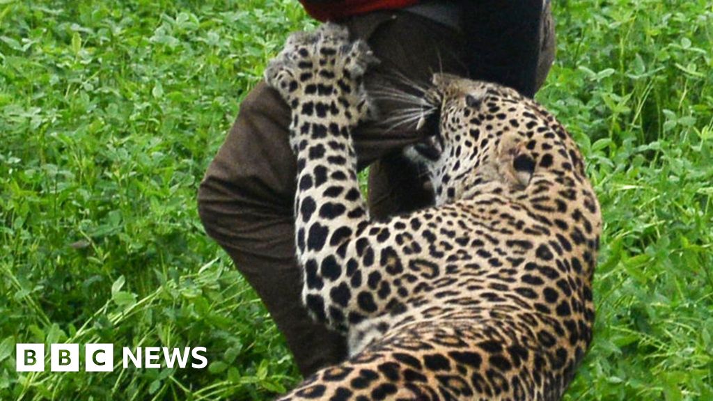 Wild leopard attacks Indian village - BBC News