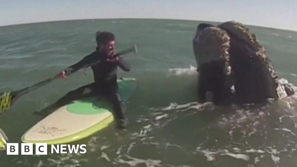 Whales surprise two paddleboarders in Argentina