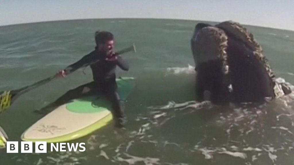 whales-surprise-two-paddleboarders-in-argentina