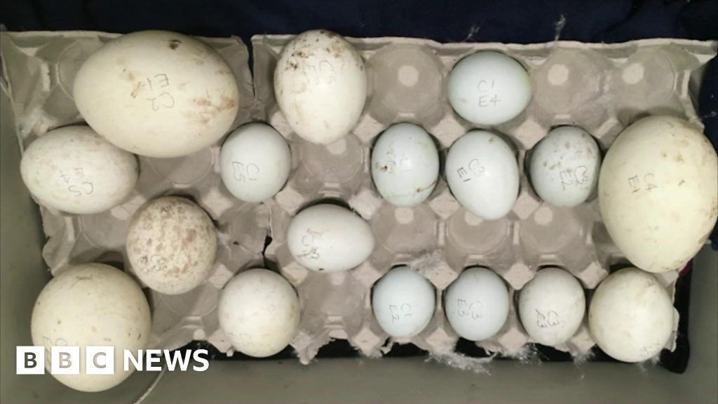Gloucestershire birds of prey centre hatches smuggled eggs BBC News