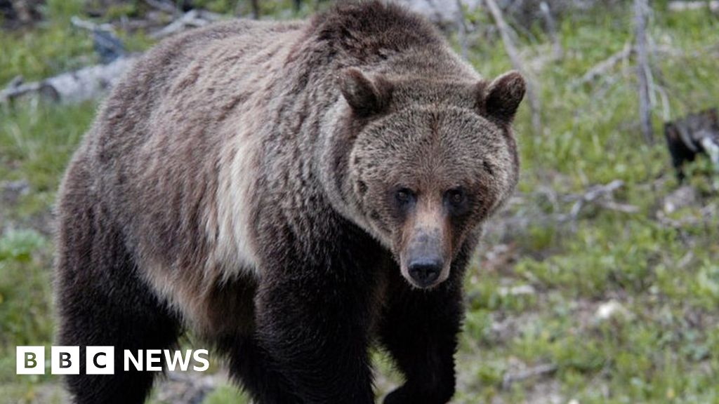 Woman found dead in Montana after suspected grizzly bear encounter