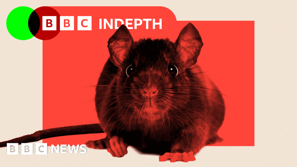 Ratmageddon: Why rats are overrunning our cities