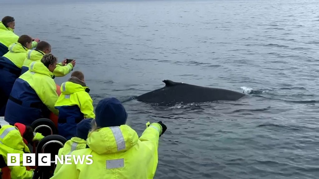 Humpback whale surfaces feet from tour boat in Summer Isles