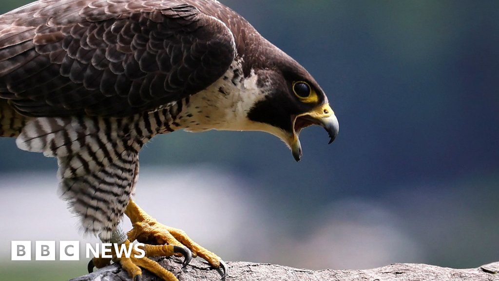 Derbyshire: Man charged over theft of peregrine falcon eggs - BBC News