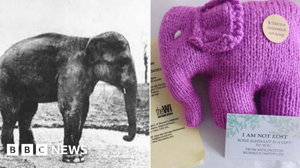 Kidlington: Knitted Rosie elephants honour Oxford Zoo icon - BBC News