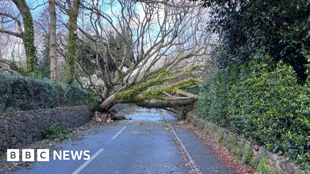 'Thousands of trees lost' in Guernsey during Storm Goretti