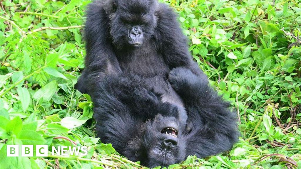 Rwandan gorillas seek out old female friends even after years apart