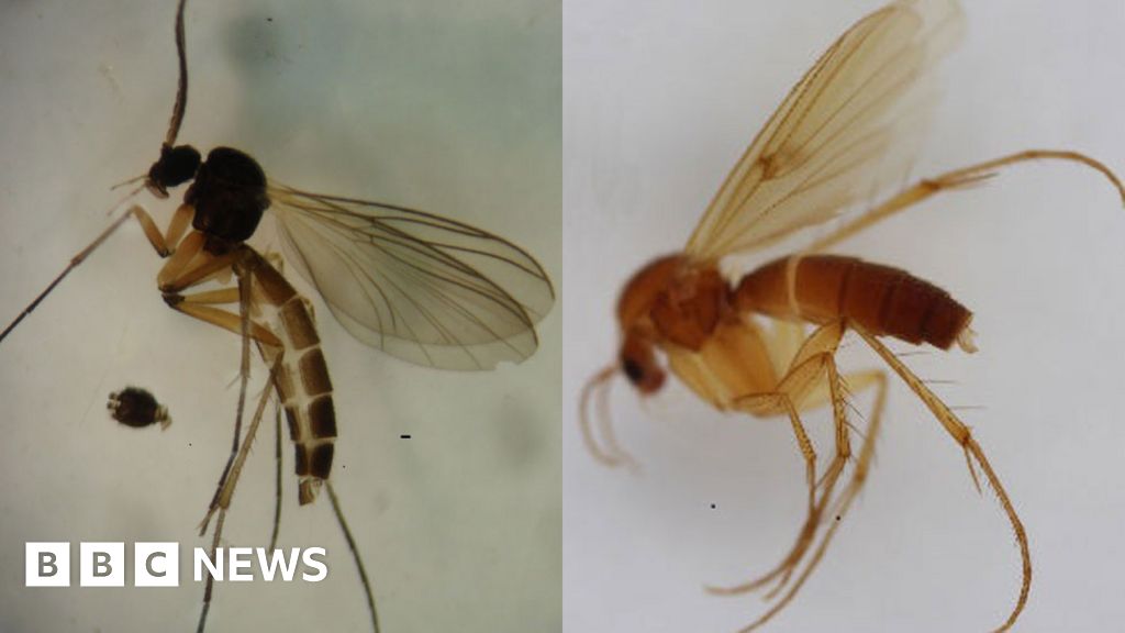 World's Biggest Fly Faces Two New Challengers