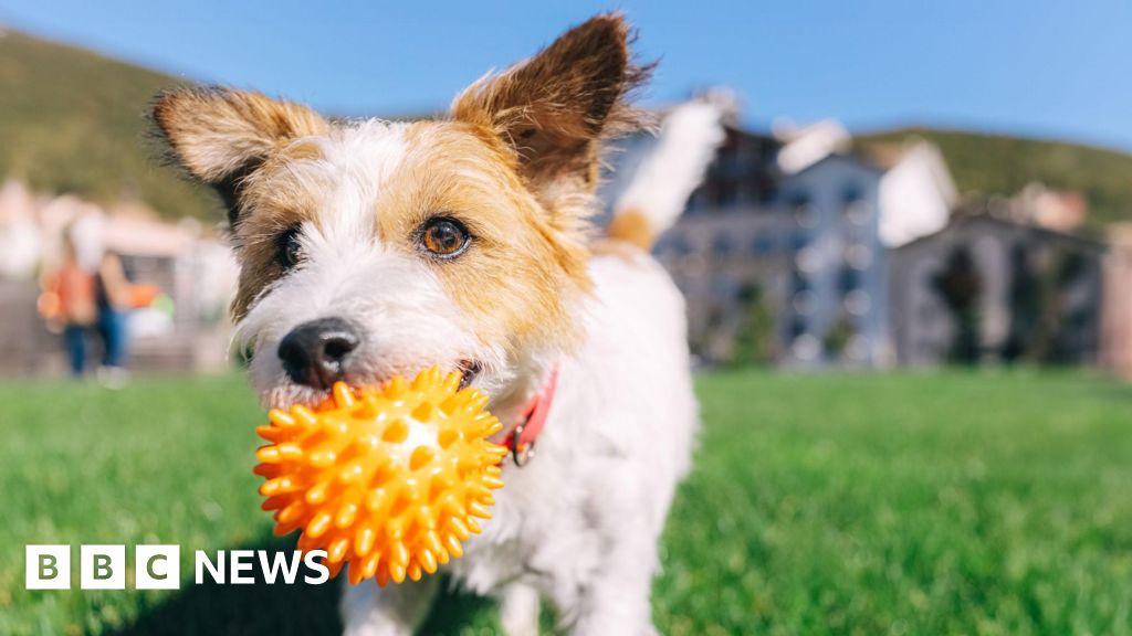 When is it too hot to walk your dog?