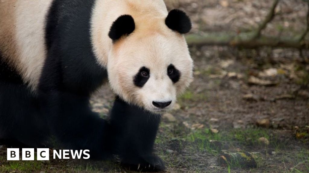 Scottish park owners call for reopening before 15 July - BBC News