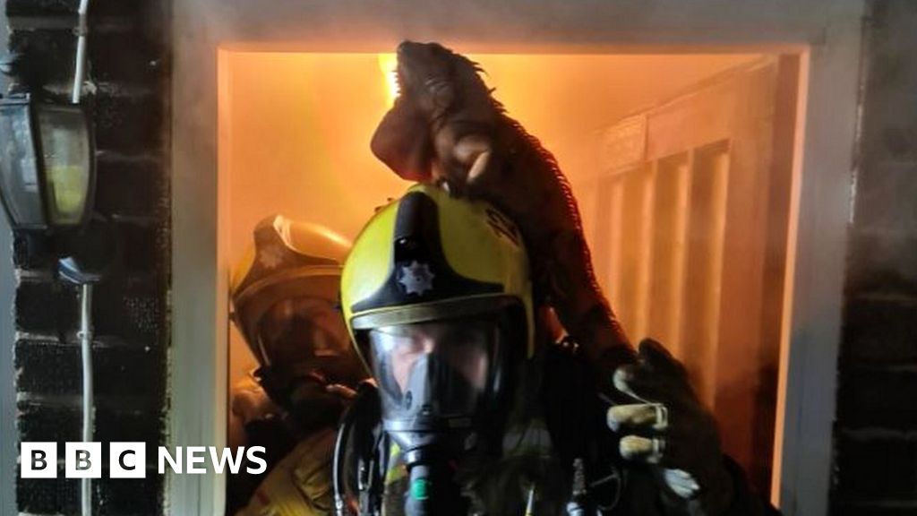 Iguana escapes fire by jumping on Corby fireman' s helmet photograph