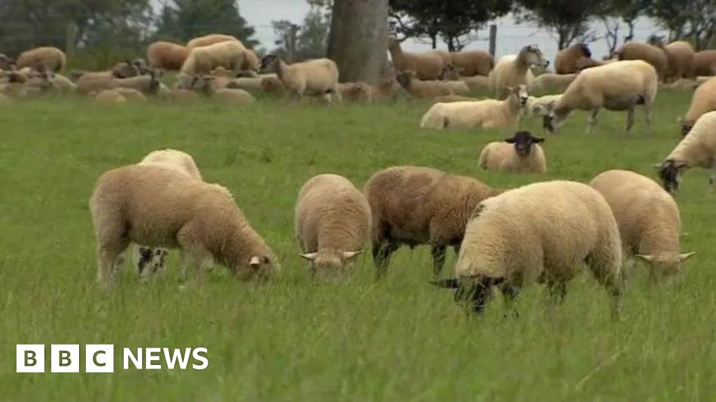 New measures introduced to enable rapid response to bluetongue