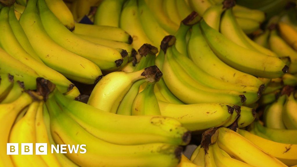 A Fungus Is Threatening The Future Of The World's Most Popular Banana ...