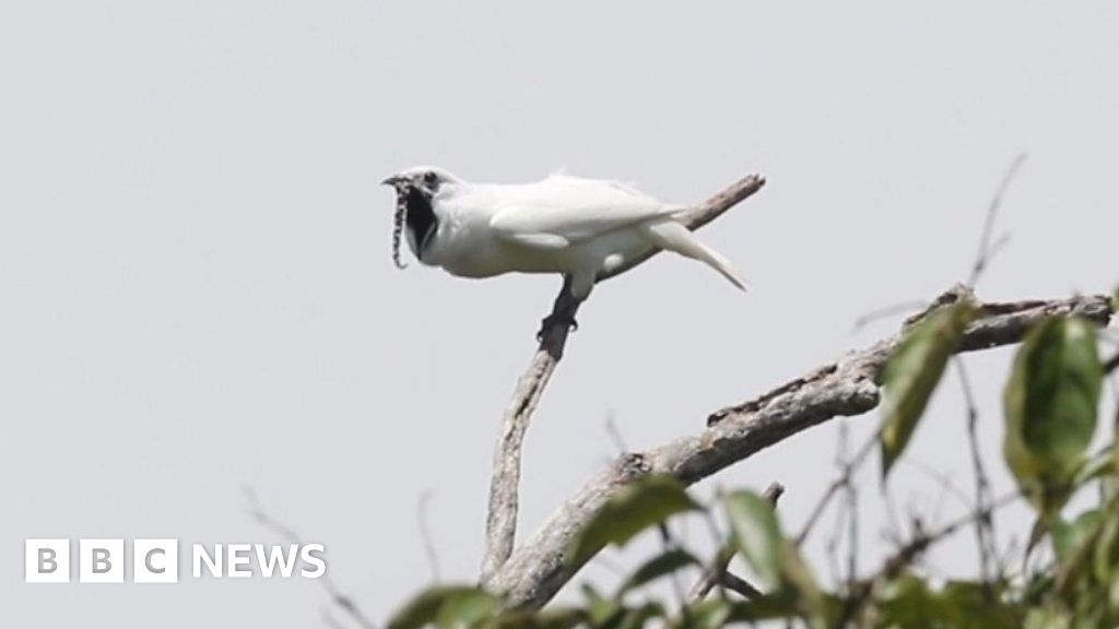 World S Loudest Bird Meet The White Bellbird Bbc News