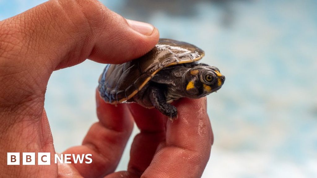 Хиляди костенурки в Перу са спасени от трафик