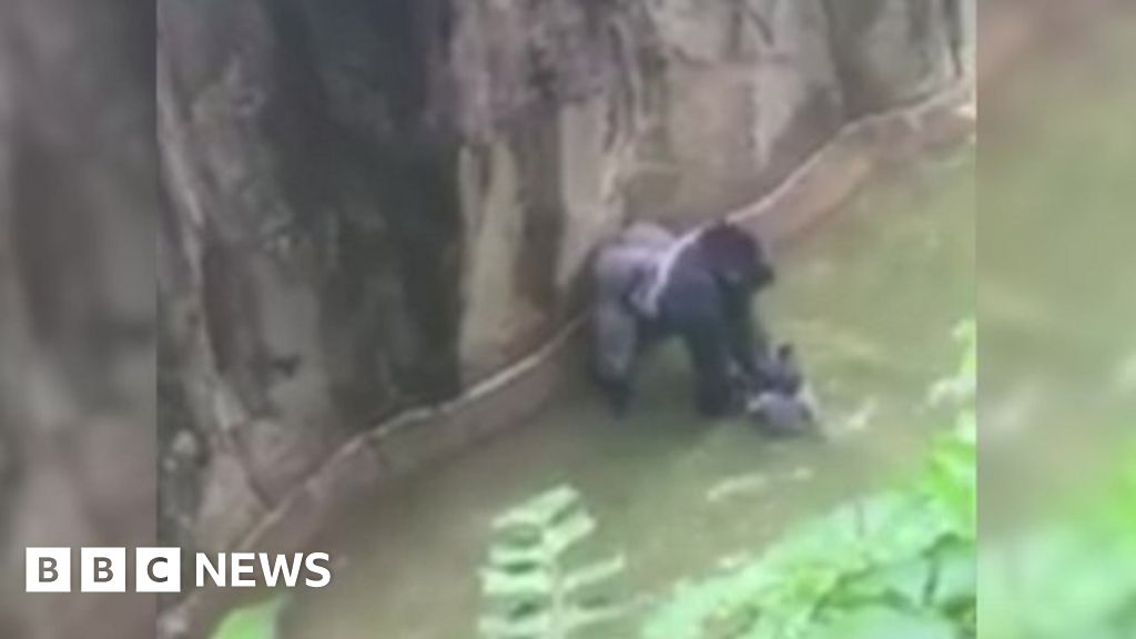 Cincinnati Zoo defends gorilla shooting BBC News