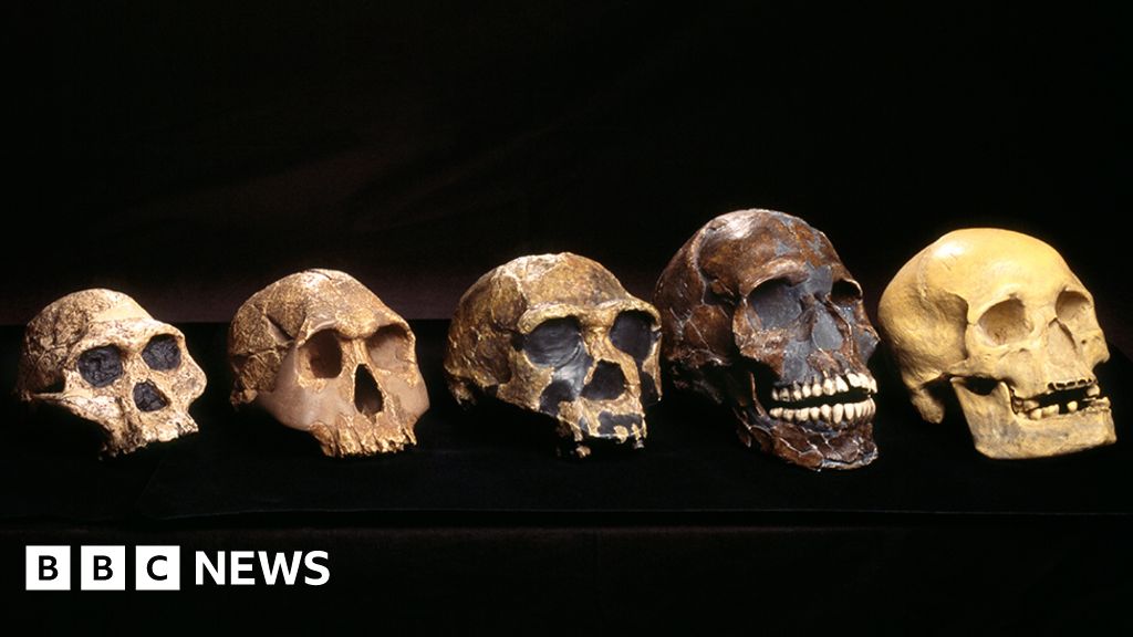 'Ghost' human ancestor discovered in West Africa