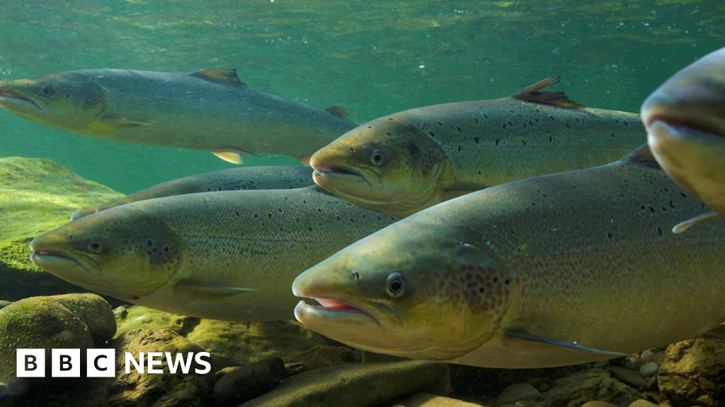 Over 4,000 Fish Killed in County Tyrone Pollution Incident