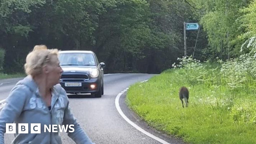 Wallaby spotted hopping along West Sussex roadside 