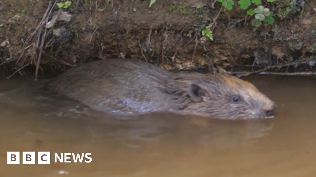 Five beavers make new home in 'paradise' of Bowyers Wood in Uckfield