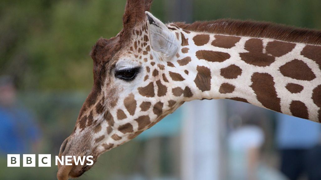 Colchester Zoo staff celebrates its 60th anniversary BBC News