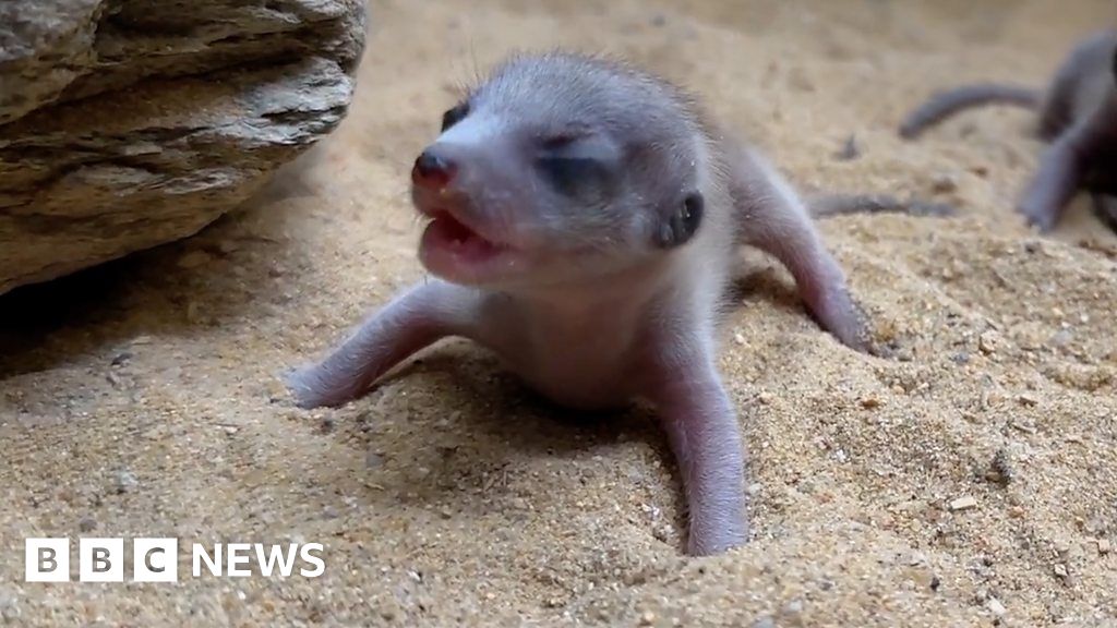 Watch tiny newborn meerkats explore zoo enclosure