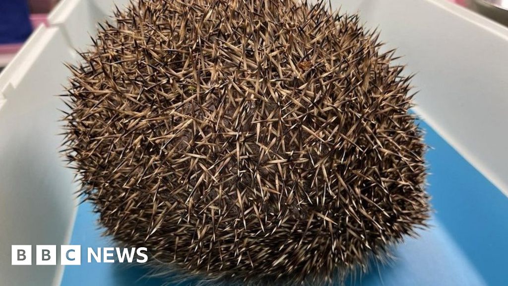Balloon syndrome hedgehog found in Gloucestershire field