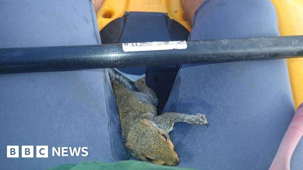 Kayaker saves 'drowning' squirrel in Cornish river rescue BBC News