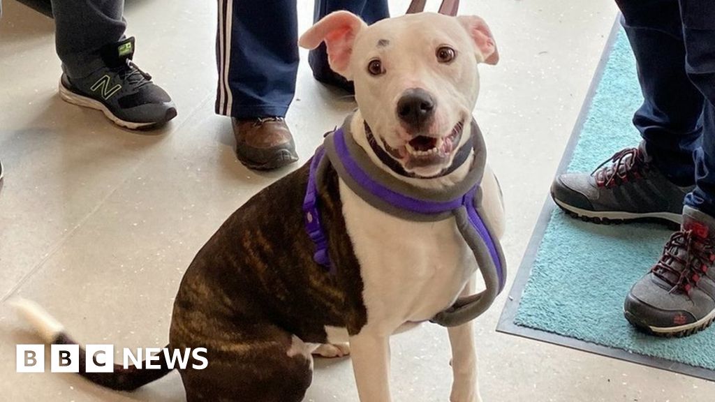 Chesterfield: Rescue dog finds forever home after long wait