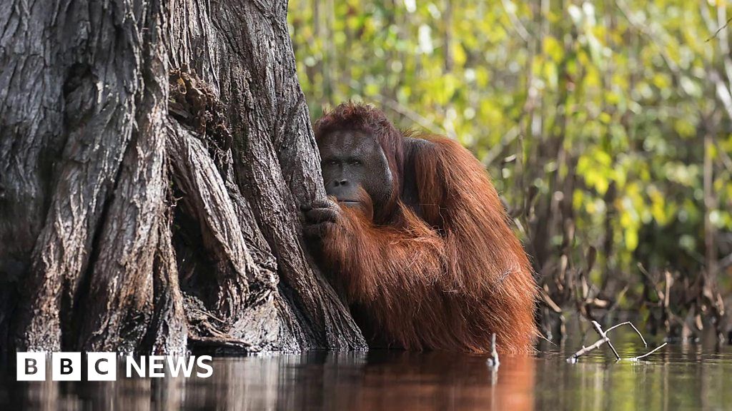 Poignant Orangutan Image Wins Top National Geographic Prize Bbc News 