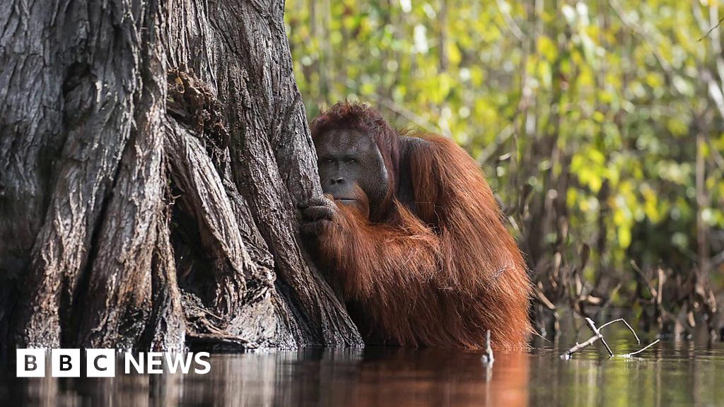 'Poignant' orangutan image wins top National Geographic prize - BBC News