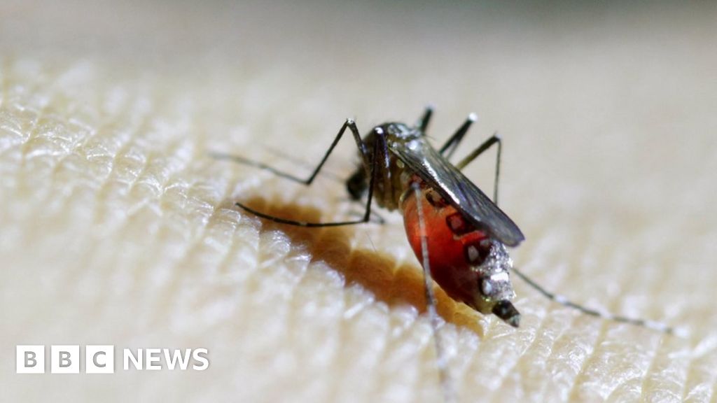 Zika Virus Texas Reports First Case From Local Mosquito Bbc News 