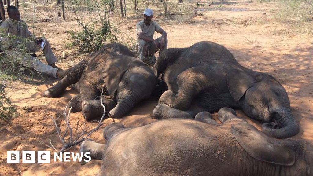 Dozens Of Elephants Killed Near Botswana Wildlife Sanctuary