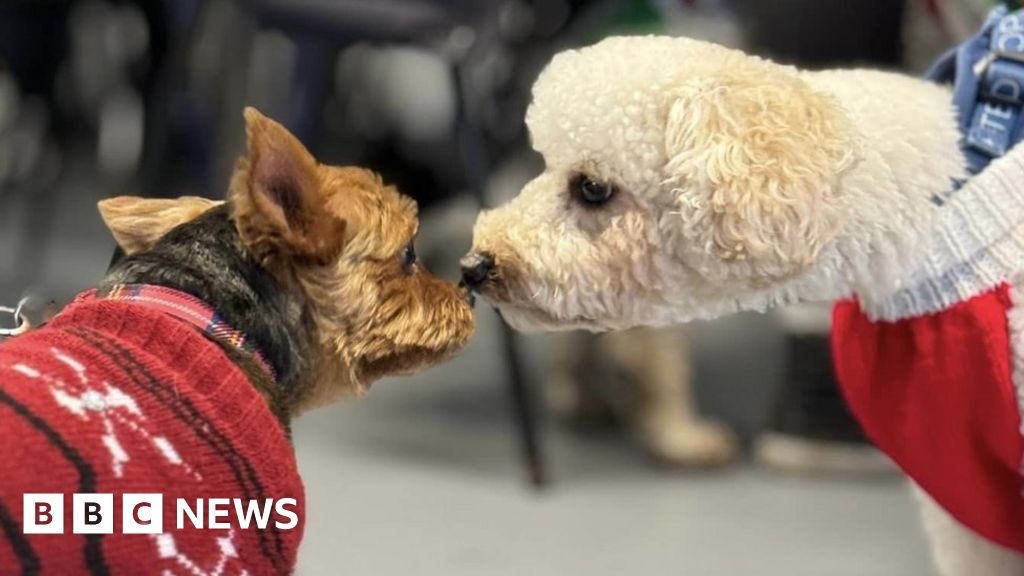 Dogs ring in Christmas at Swansea canine carol service