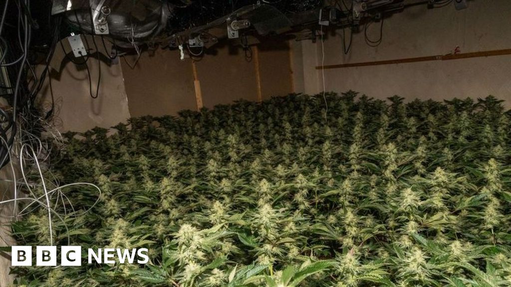 Great Doddington man arrested after 2,000 cannabis plants found 