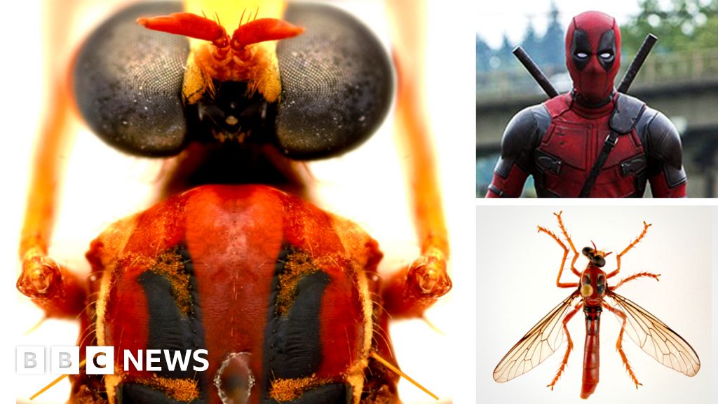 Deadpool fly among new Australian 'super power' species creating a buzz