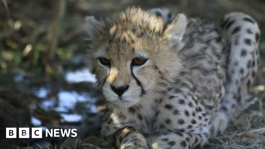 Iran protests: Rare cheetah cub Pirouz's death mourned