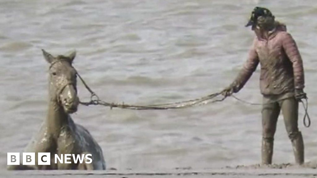 Stuck Horse Rescued From Beach Mud