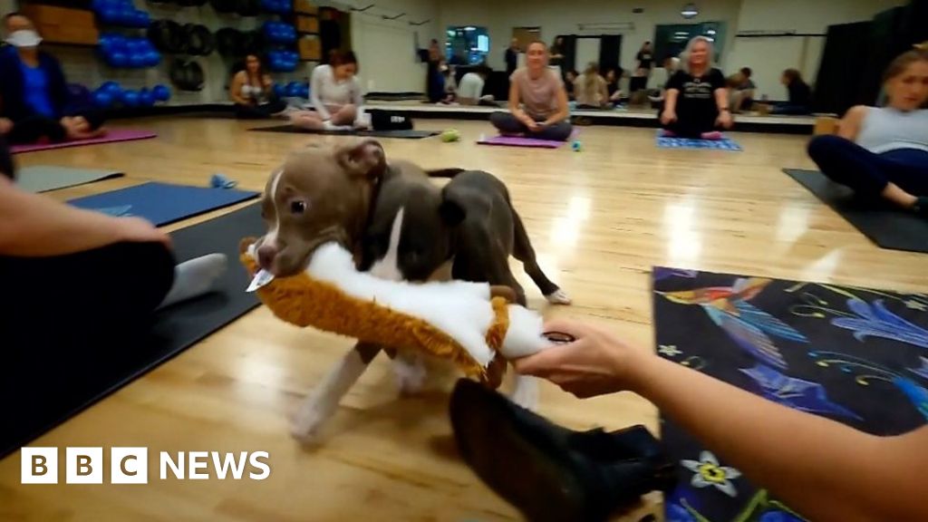 Upward dog: Yoga Pole Studio gets students above comfort zone • Brooklyn  Paper