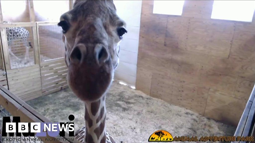 Millions Wait, And Wait, For April The Giraffe To Give Birth - BBC News