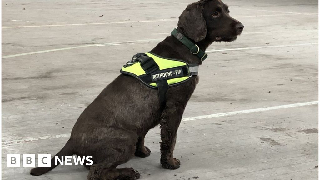 are drug sniffing dogs trained to smell mushrooms