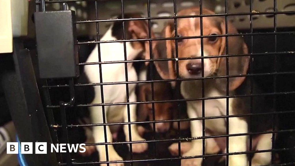 Thousands of beagles saved from drug trials in US