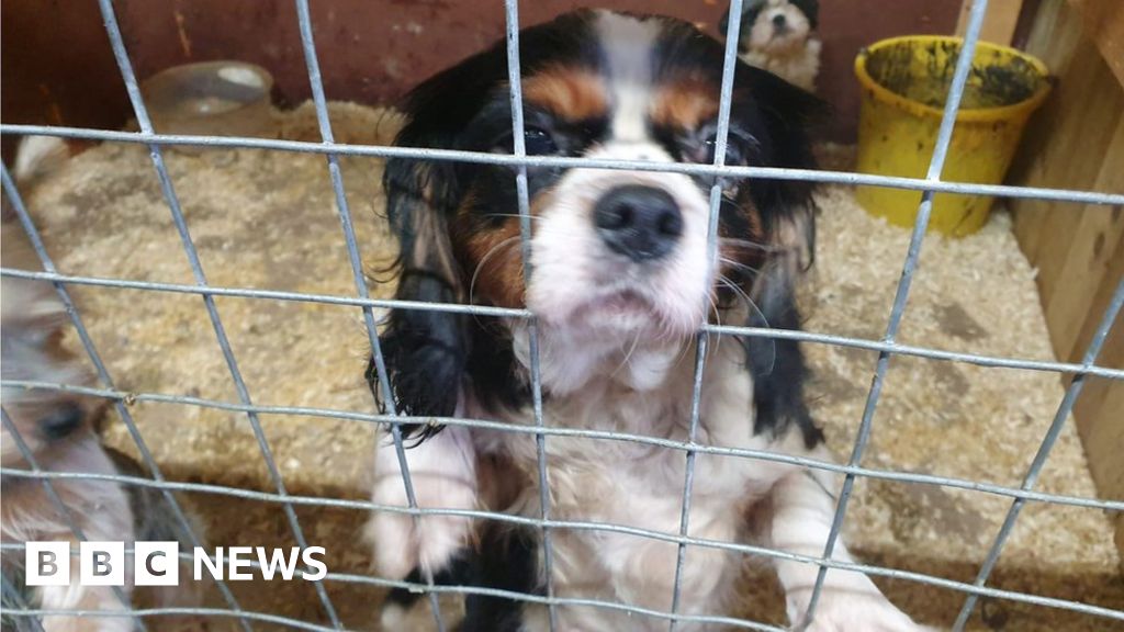 PSNI rescue 31 dogs in illegal puppy sale crackdown BBC News