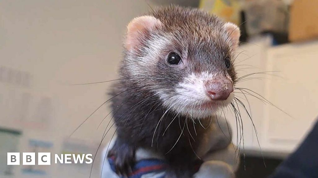 RSPCA Suffolk is looking to rehome trio of abandoned ferrets - BBC News