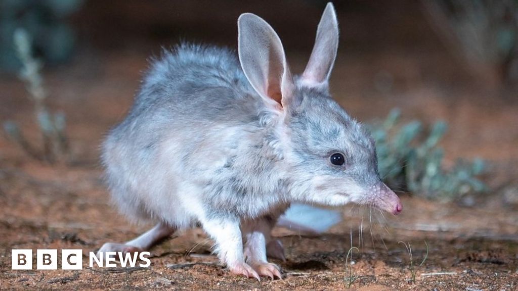 The bilbies 'thriving' after a 100-year absence in New South Wales