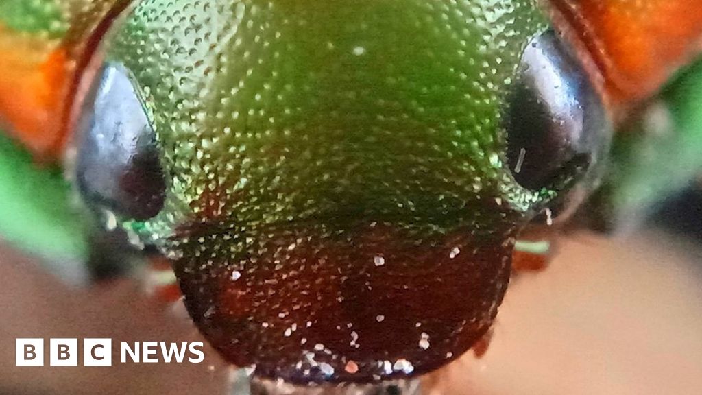 Christmas beetles: Scientists ask Australians for help finding missing festive b..