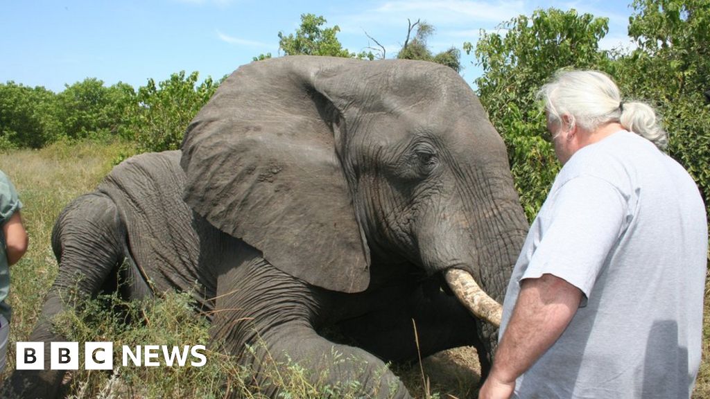 Mysteries of elephant sleep revealed - BBC News