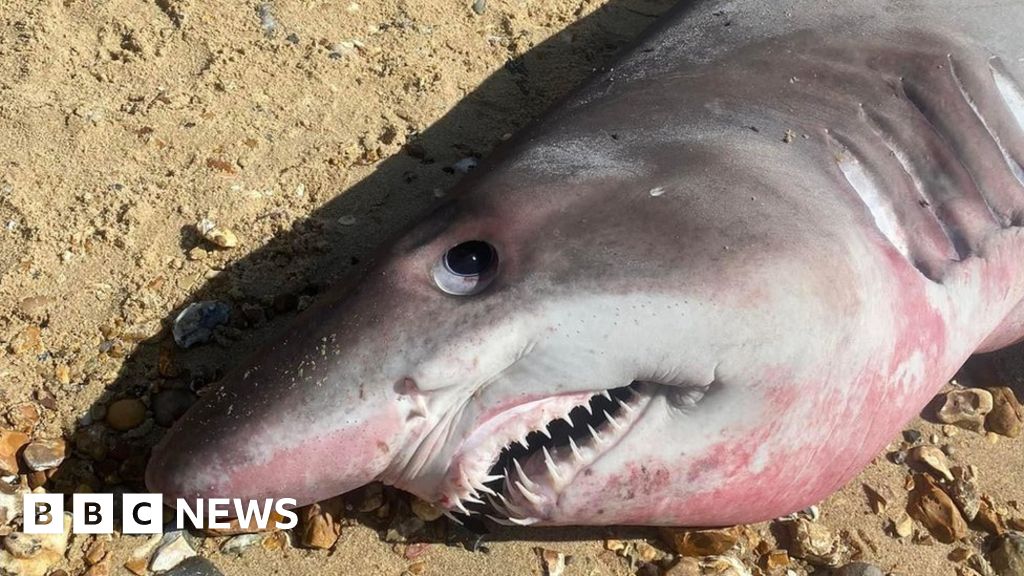 Hampshire shark: Appeal for head to be returned – NewsEverything England
