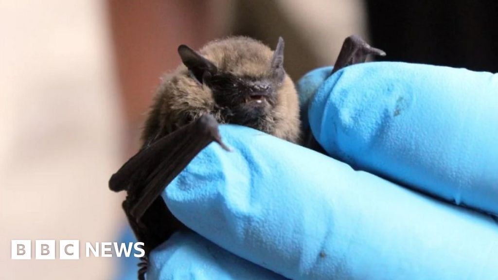 Dehydrated bats fell from Durham Cathedral roof in heatwave