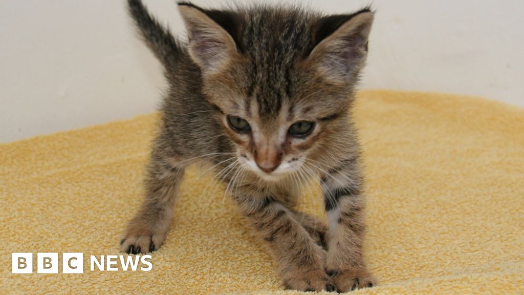 Stowaway Spanish kitten Paella to be re-homed in Hampshire